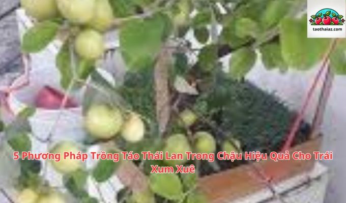 5 Phương Pháp Trồng Táo Thái Lan Trong Chậu Hiệu Quả Cho Trái Xum Xuê