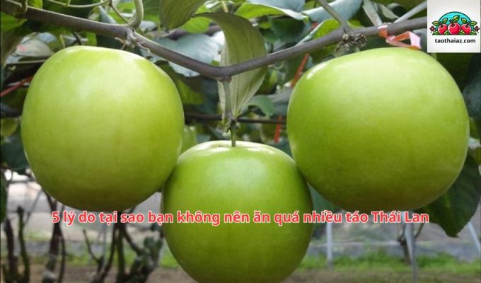 5 lý do tại sao bạn không nên ăn quá nhiều táo Thái Lan