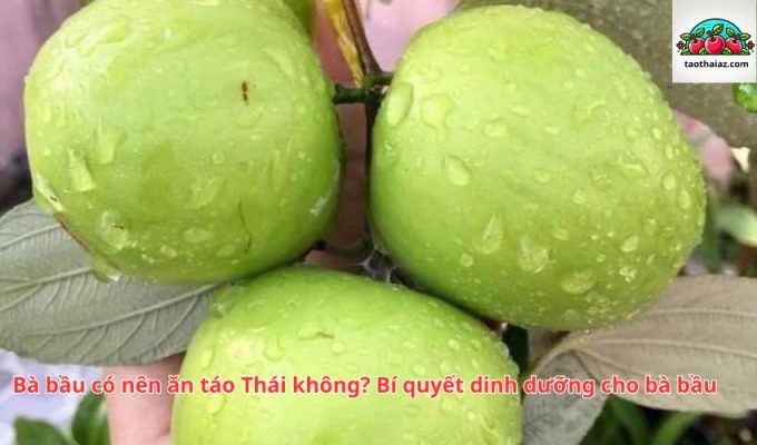 Bà bầu có nên ăn táo Thái không? Bí quyết dinh dưỡng cho bà bầu