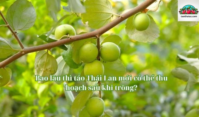 Bao lâu thì táo Thái Lan mới có thể thu hoạch sau khi trồng?