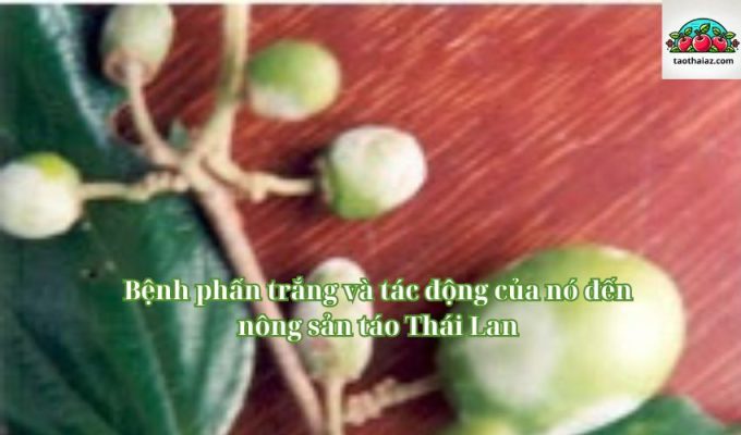 Bệnh phấn trắng và tác động của nó đến nông sản táo Thái Lan