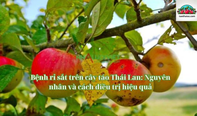 Bệnh rỉ sắt trên cây táo Thái Lan: Nguyên nhân và cách điều trị hiệu quả