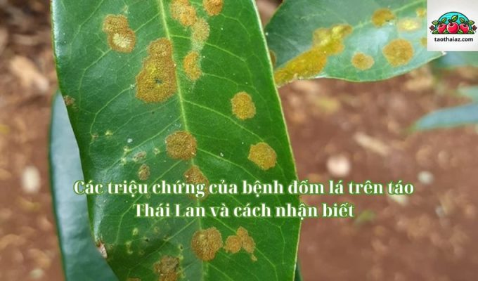 Các triệu chứng của bệnh đốm lá trên táo Thái Lan và cách nhận biết