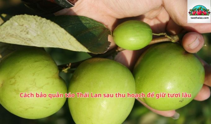 Cách bảo quản táo Thái Lan sau thu hoạch để giữ tươi lâu