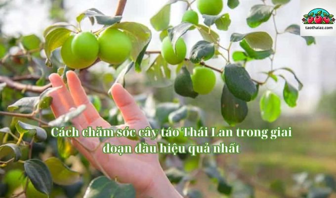 Cách chăm sóc cây táo Thái Lan trong giai đoạn đầu hiệu quả nhất