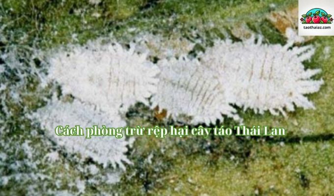 Cách phòng trừ rệp hại cây táo Thái Lan