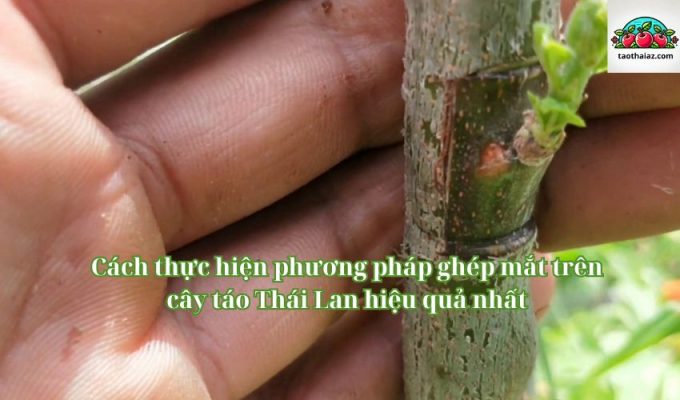 Cách thực hiện phương pháp ghép mắt trên cây táo Thái Lan hiệu quả nhất