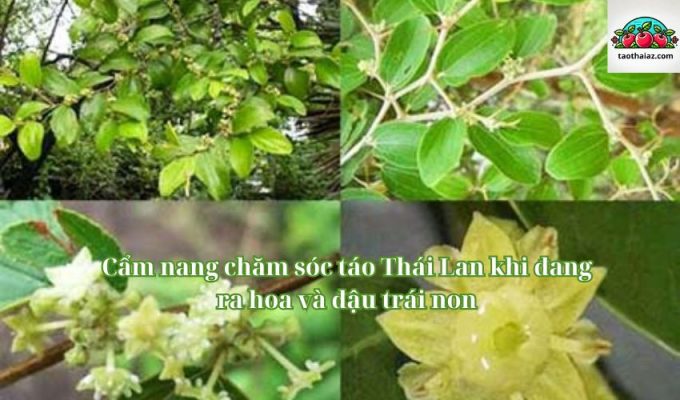 Cẩm nang chăm sóc táo Thái Lan khi đang ra hoa và đậu trái non