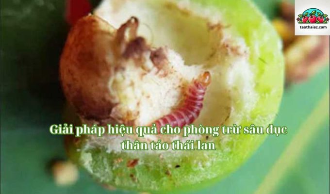 Giải pháp hiệu quả cho phòng trừ sâu đục thân táo thái lan