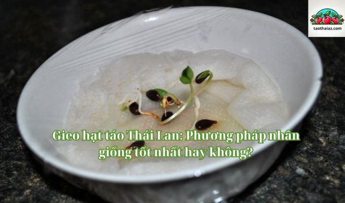 Gieo hạt táo Thái Lan: Phương pháp nhân giống tốt nhất hay không?