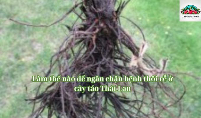 Làm thế nào để ngăn chặn bệnh thối rễ ở cây táo Thái Lan