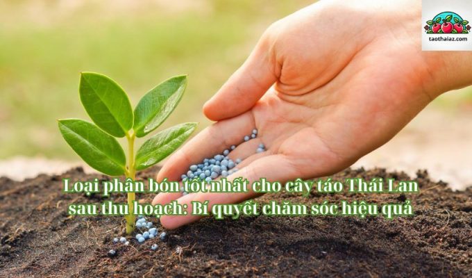 Loại phân bón tốt nhất cho cây táo Thái Lan sau thu hoạch: Bí quyết chăm sóc hiệu quả