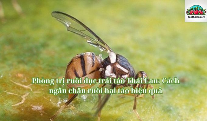 Phòng trị ruồi đục trái táo Thái Lan: Cách ngăn chặn ruồi hại táo hiệu quả