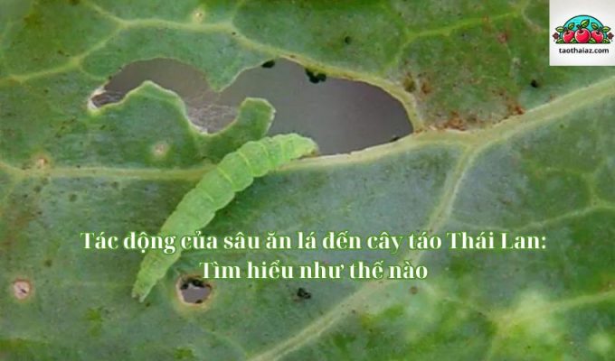 Tác động của sâu ăn lá đến cây táo Thái Lan: Tìm hiểu như thế nào