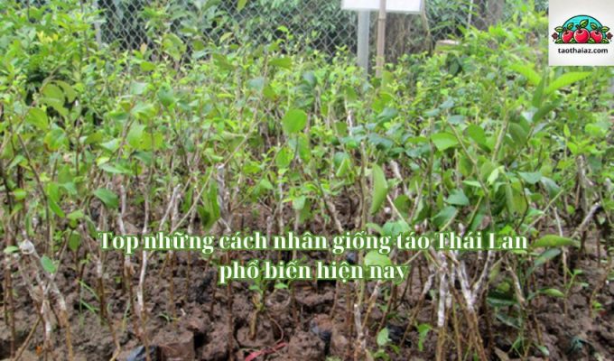 Top những cách nhân giống táo Thái Lan phổ biến hiện nay